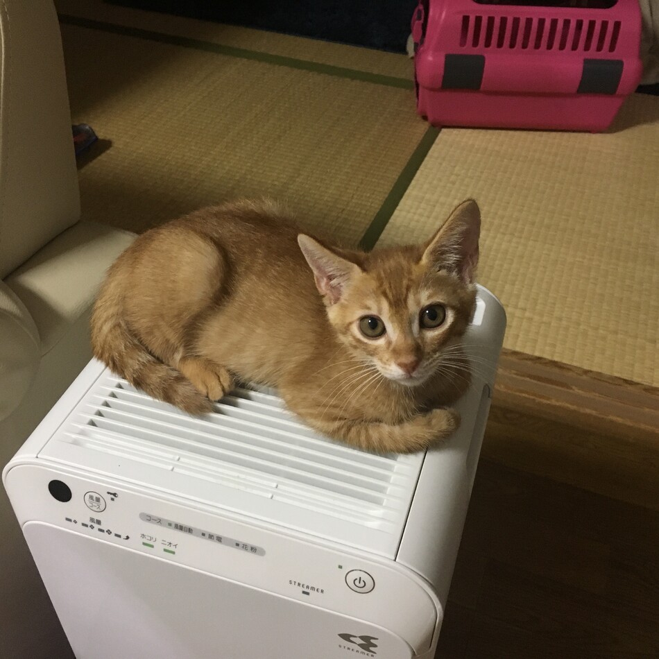 鷲尾　甲（かぶと）のカバー写真