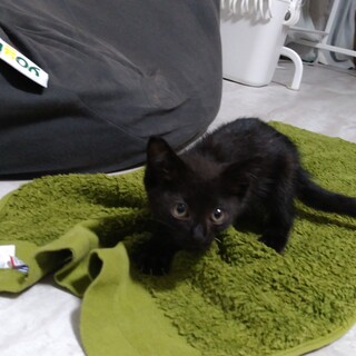 【香川県高松市】黒子猫の里親募集中