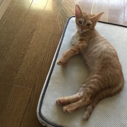 「家族が増えました」サムネイル3