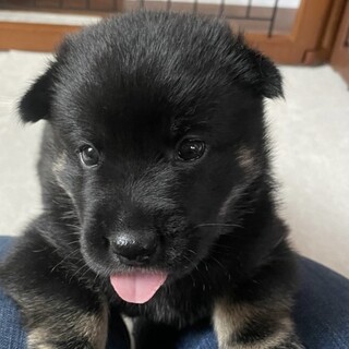何にでも興味津々、生後約1ヶ月MIX子犬てつくん