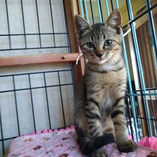 優しくて可愛いキジトラ子猫