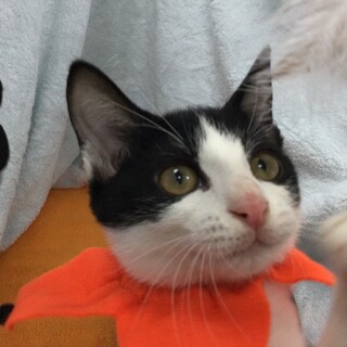 元気で遊び好きハチワレ女の子❤️ソル