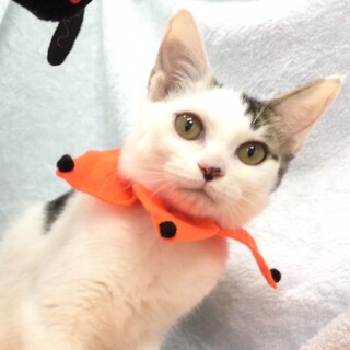 おっとりさんで甘えん坊⭐️白キジぜんくん