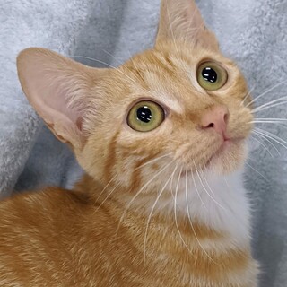 フレンドリー過ぎる❤️茶トラ白足袋男子セロリ