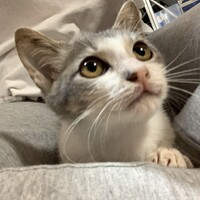 チロ