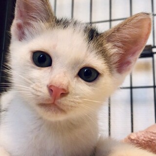 色白のシオ顔イケメン☆マヒロくん