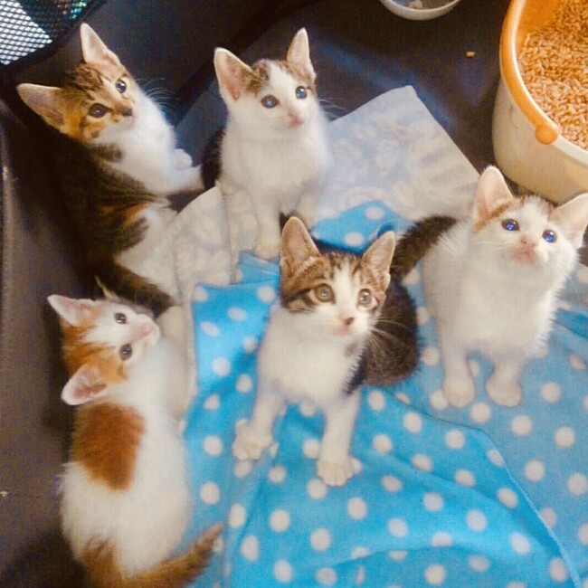 鎌倉猫らいんのカバー写真