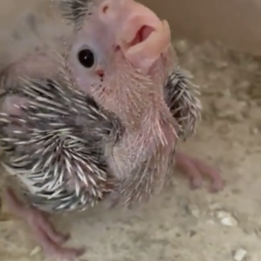 こちらで迎えたホワイトフェイスの男の子の恋が実り雛が誕生しました