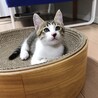 の写真