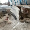 の写真
