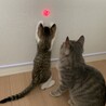 の写真