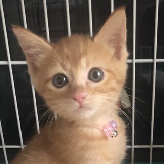 募集一時停止⭐️茶トラ女子シプレ