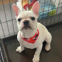 バディ