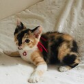 トライアルが決まりましたので募集一時停止します