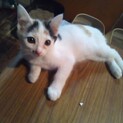 三毛猫の女の子　ハナちゃん