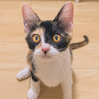 おっとり控えめな三毛猫【ひとみ】