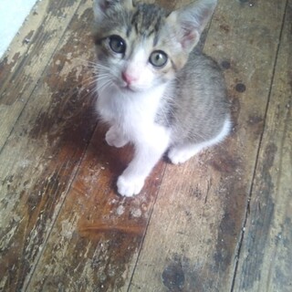 キジシロの男の子ダイちゃん