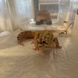 ヒョウモントカゲモドキ