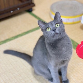 【甘えん坊さん】グレー毛色が綺麗な美猫のモモちゃん