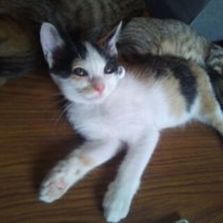 黒柄が濃い三毛猫の女の子　生後３ヶ月