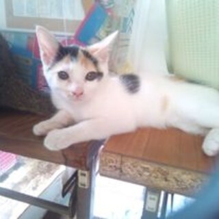 三毛猫の子猫の里親募集しております