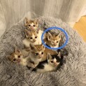しまミケ　ちーちゃん