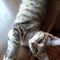 【募集停止中】キジ白かわいい子猫(兄妹)