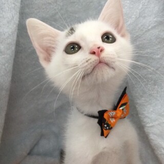 募集一時停止⭐️白キジ黒男子てん