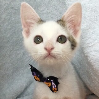 募集停止⭐️白キジ黒男子つぶ