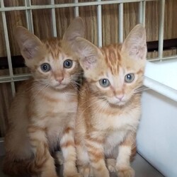 三重県桑名市　９月１９日(日）第１１９回リトルパウエイド猫の譲渡会