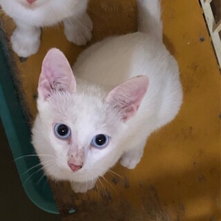 元気いっぱい青い目の旭くん