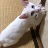 元気いっぱい青い目の旭くん サムネイル4