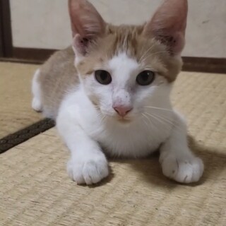 お膝猫　平治くん