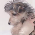 ﾄｲﾌﾟとﾖｰｸｼｬのMIX犬⭐︎生後11ヶ月