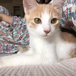 雑種　オス　５ヶ月　茶色　はちわれ子猫