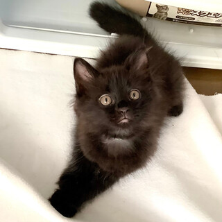 モフモフ超絶可愛い黒猫子猫♀2か月半