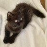 モフモフ超絶可愛い黒猫子猫♀2か月半 サムネイル2