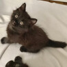 モフモフ超絶可愛い黒猫子猫♀2か月半 サムネイル3
