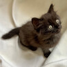 モフモフ超絶可愛い黒猫子猫♀2か月半 サムネイル4