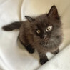 モフモフ超絶可愛い黒猫子猫♀2か月半 サムネイル5