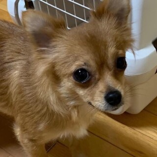 ポメチワMix　バナナちゃん 里親様募集☆