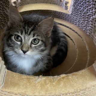 【二ヶ月♀】まおちゃん(オレンジ)