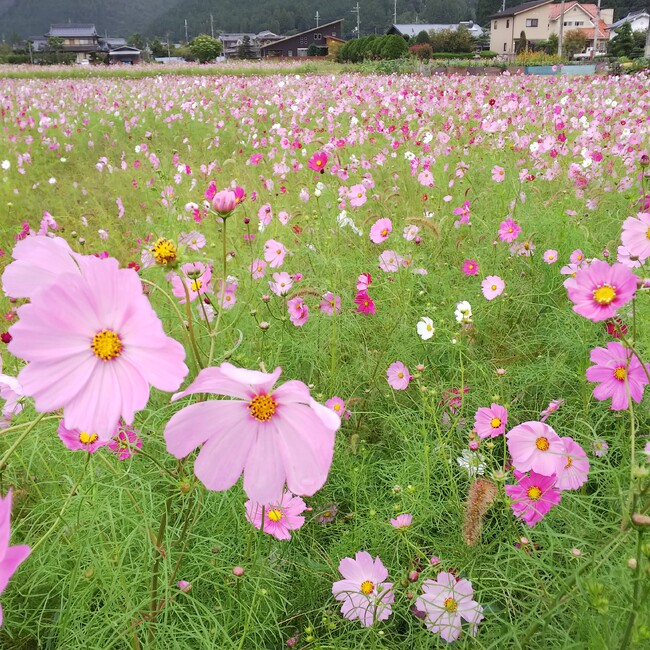 petiku-のカバー写真