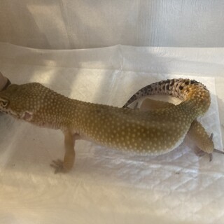 ヒョウモントカゲモドキ