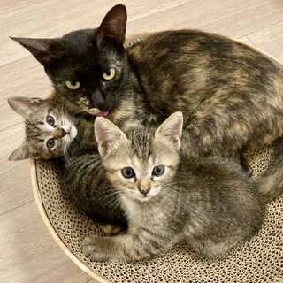 【9/12芝浦】穏やかなサビ母と超美猫姉妹