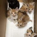 子猫6兄弟＊生後約1ヶ月半の里親募集！
