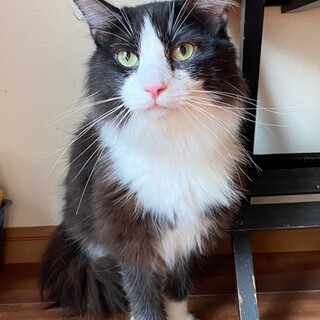 人なつこいノルウェージャン男の子