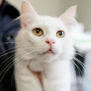 ホワイトノルウェージャン男の子