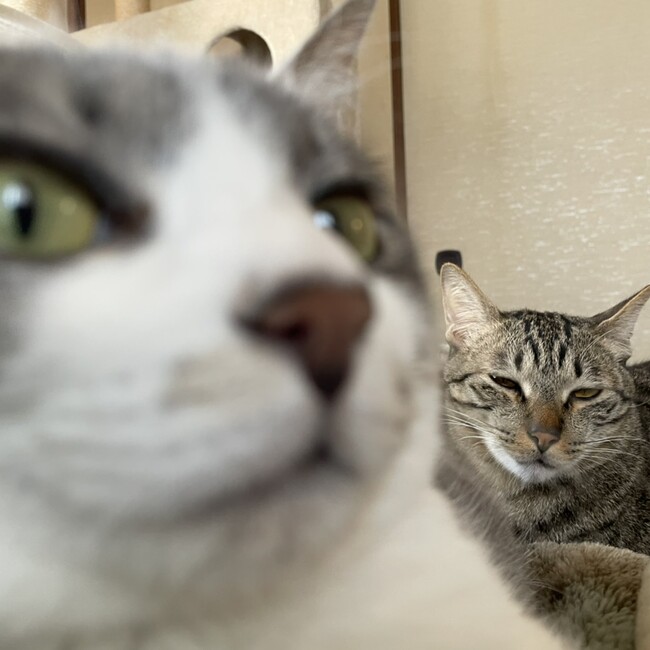 むぎんちょすのカバー写真
