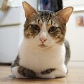 【てんけんこうた】長身キジ白男子